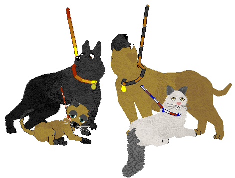 Supernova Patter Collar & Leads (2).gif